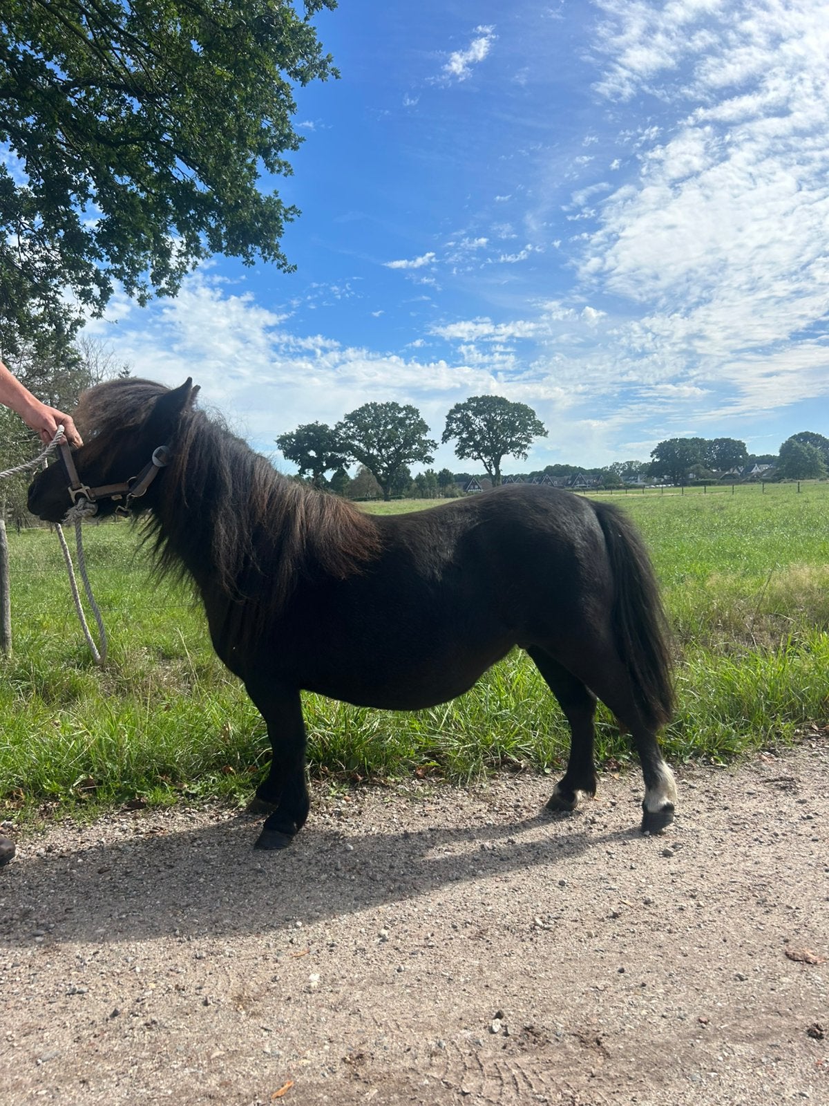 Pony’s, Dieren en Toebehoren, Pony's, Merrie, A pony (tot 1.17m)