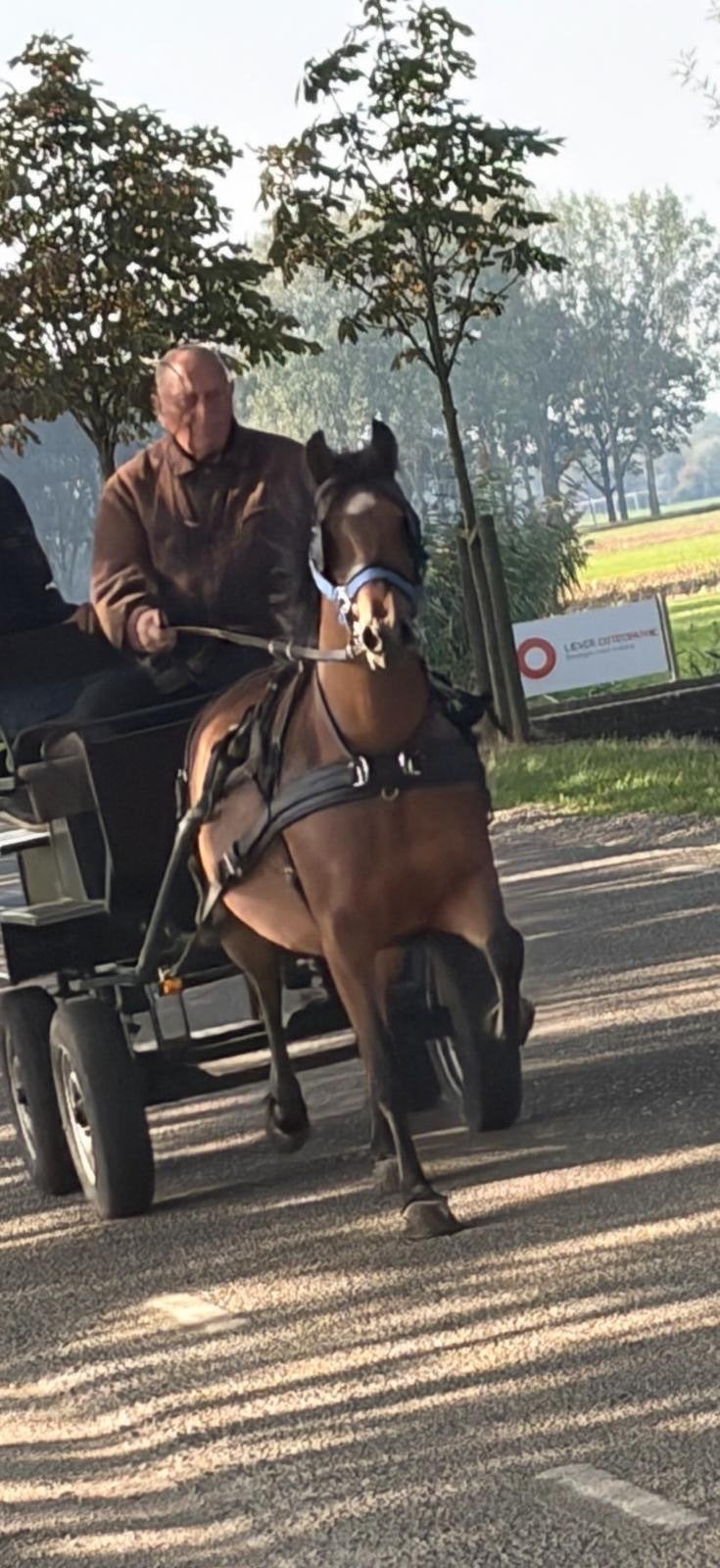 Bruine Hackney pony schofhoogte 122, Dieren en Toebehoren, Merrie, Met stamboom, 3 tot 6 jaar, B pony (1.17m tot 1.27m)