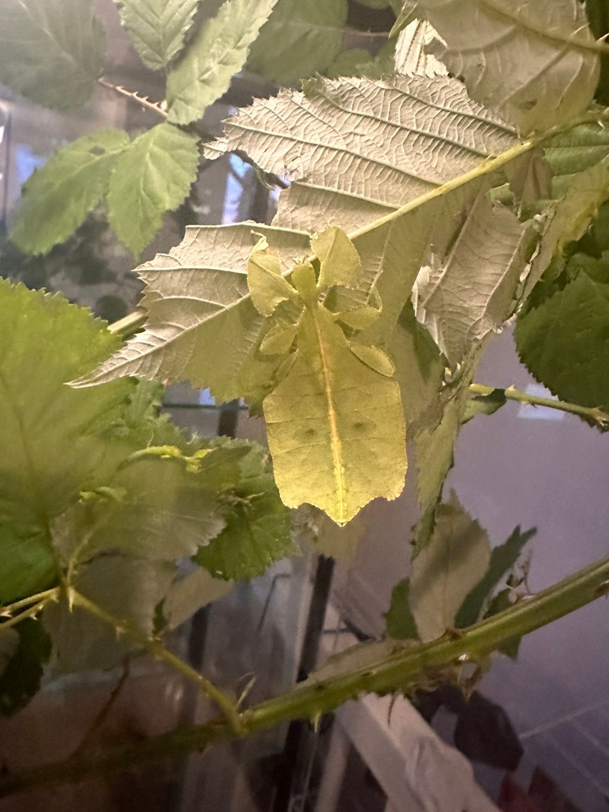Eitjes van het wandelend blad Cryptophyllium Limogesi, Dieren en Toebehoren, Wandelende tak