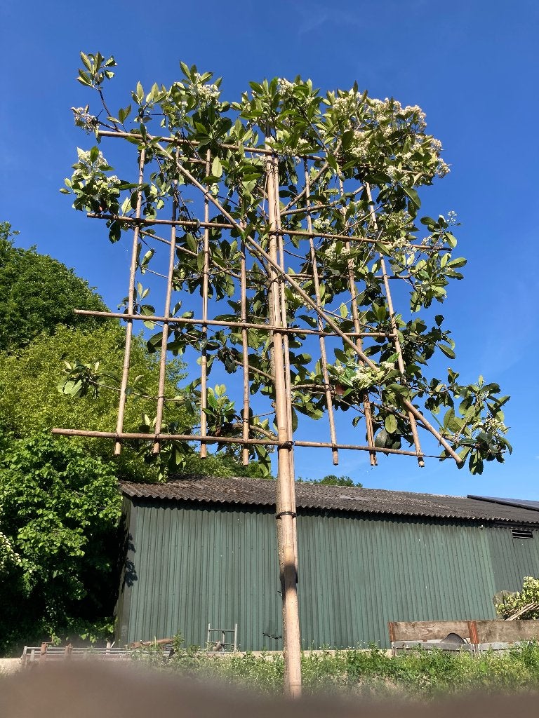 1x Photinia glansmispel leiboom, Leiboom, Lente, 250 tot 400 cm, Ophalen