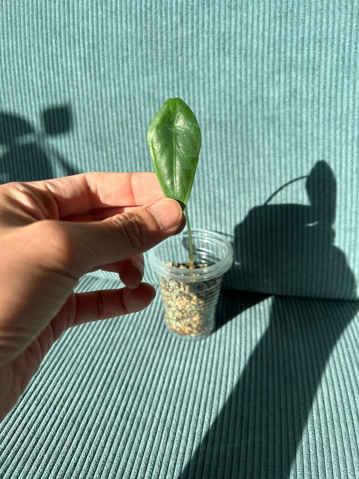 Alocasia Venusta, Ophalen of Verzenden, Halfschaduw, Minder dan 100 cm