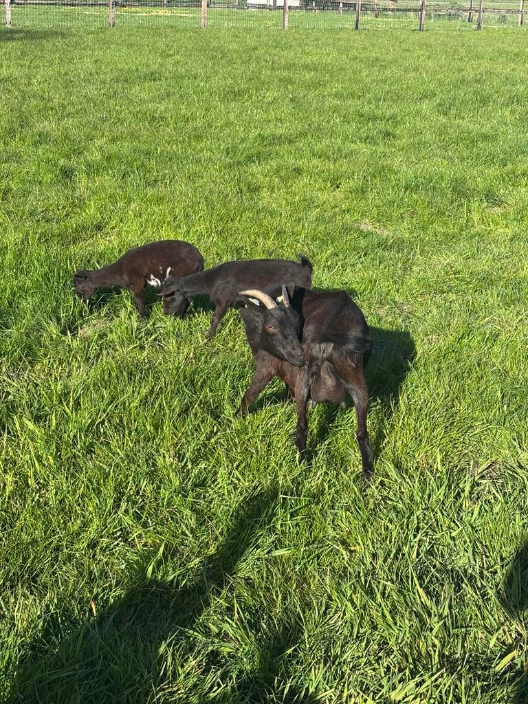 Lieve geit met 2 lammetjes ( vrouwtjes), Dieren en Toebehoren, Vrouwelijk, Geit
