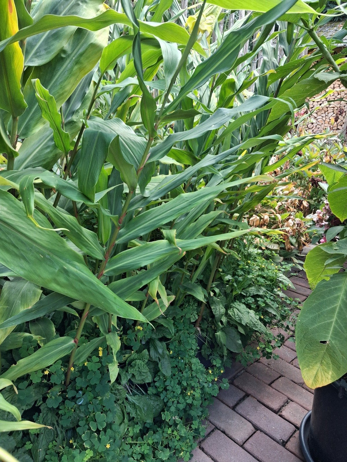 Hedychium mix (Siergember), Volle zon, Vaste plant, Zomer, Ophalen