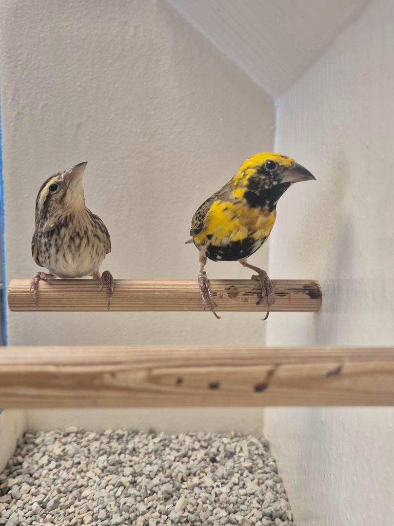 Koppel Napoleon Wevers, Dieren en Toebehoren, Vogels | Overige Vogels, Meerdere dieren