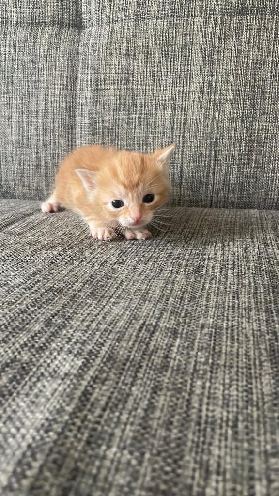 Cypher kittens  Te koop ( te reserveren ), Dieren en Toebehoren, Katten en Kittens | Raskatten | Korthaar, Meerdere dieren, Ontwormd