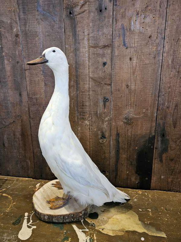 opgezette witte eend,loopeend ``WOONWINKEL RUSTIEK``, Ophalen of Verzenden, Zo goed als nieuw, Vogel, Opgezet dier