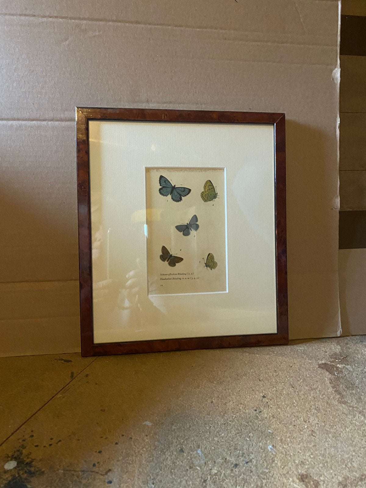 2 handgekleurde vlindergravures, Ophalen, Gravure