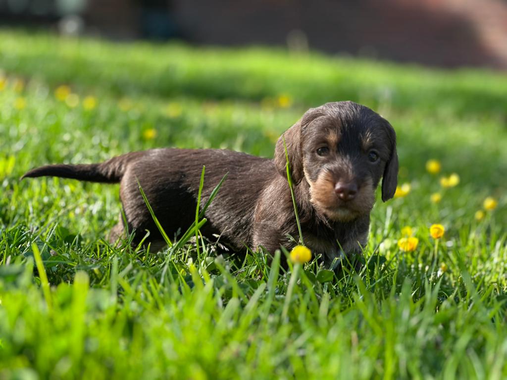 Te koop: Lieve, vrolijke ruwharige teckel pups, Standaard, 8 tot 15 weken, Korthaar, Parvo