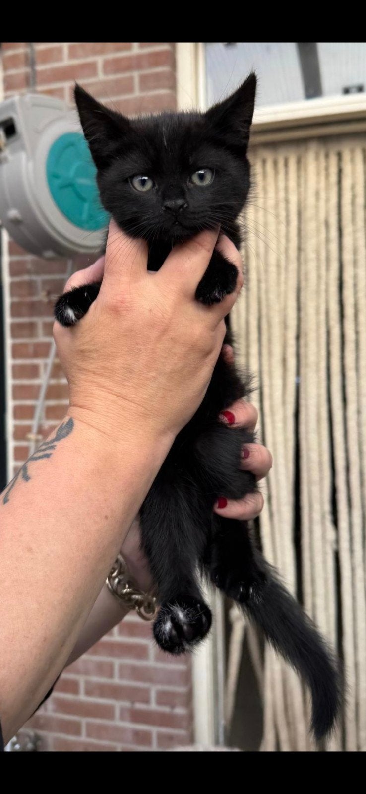 Kittens 8 weken oud, Dieren en Toebehoren, Katten en Kittens | Overige Katten, Meerdere dieren, Kortharig, 0 tot 2 jaar