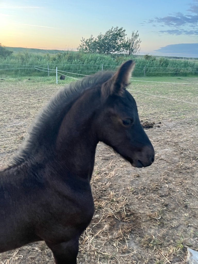 Luxe fries hengstveulen, Dieren en Toebehoren, Paarden, Met stamboom, Niet van toepassing, Dressuurpaard, 0 tot 2 jaar