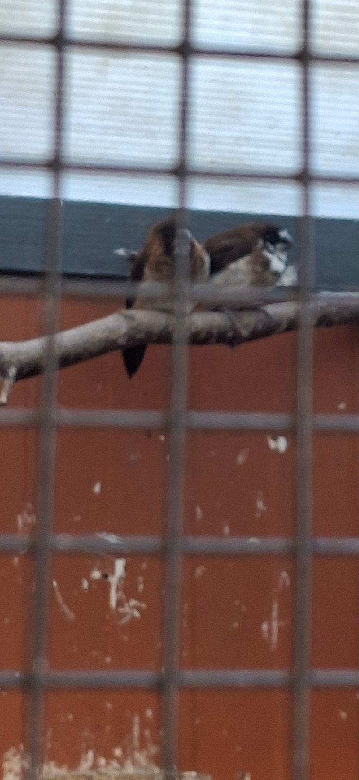 japanse meeuwjes, Dieren en Toebehoren, Meerdere dieren, Tropenvogel