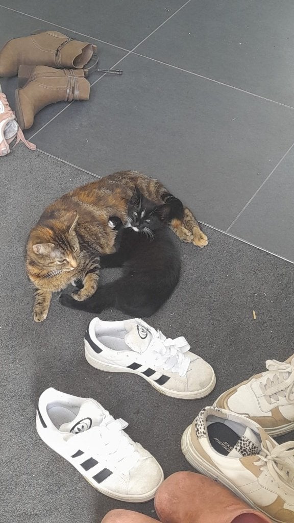 poes, Kater, Kortharig, 0 tot 2 jaar