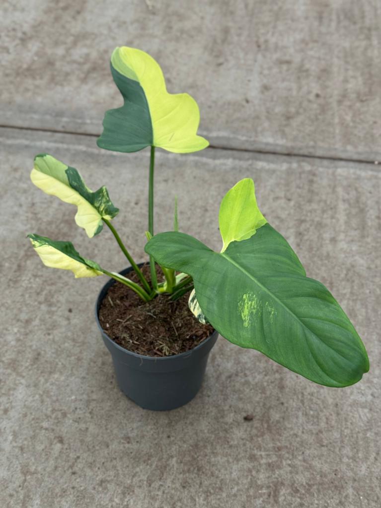 Philodendron Bipennifolium Variegata, Huis en Inrichting, Ophalen of Verzenden, Halfschaduw, Minder dan 100 cm