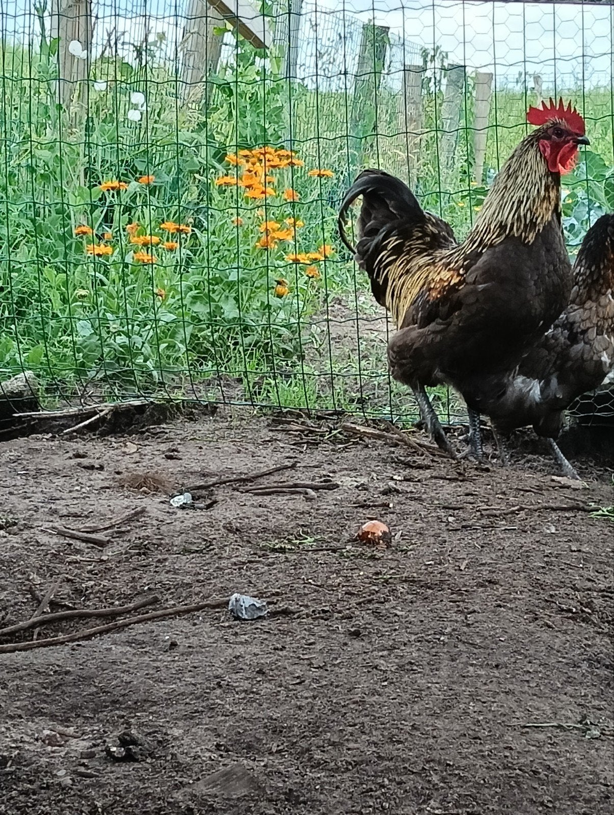 Bleu de lande haan, Dieren en Toebehoren, Pluimvee, Mannelijk, Kip