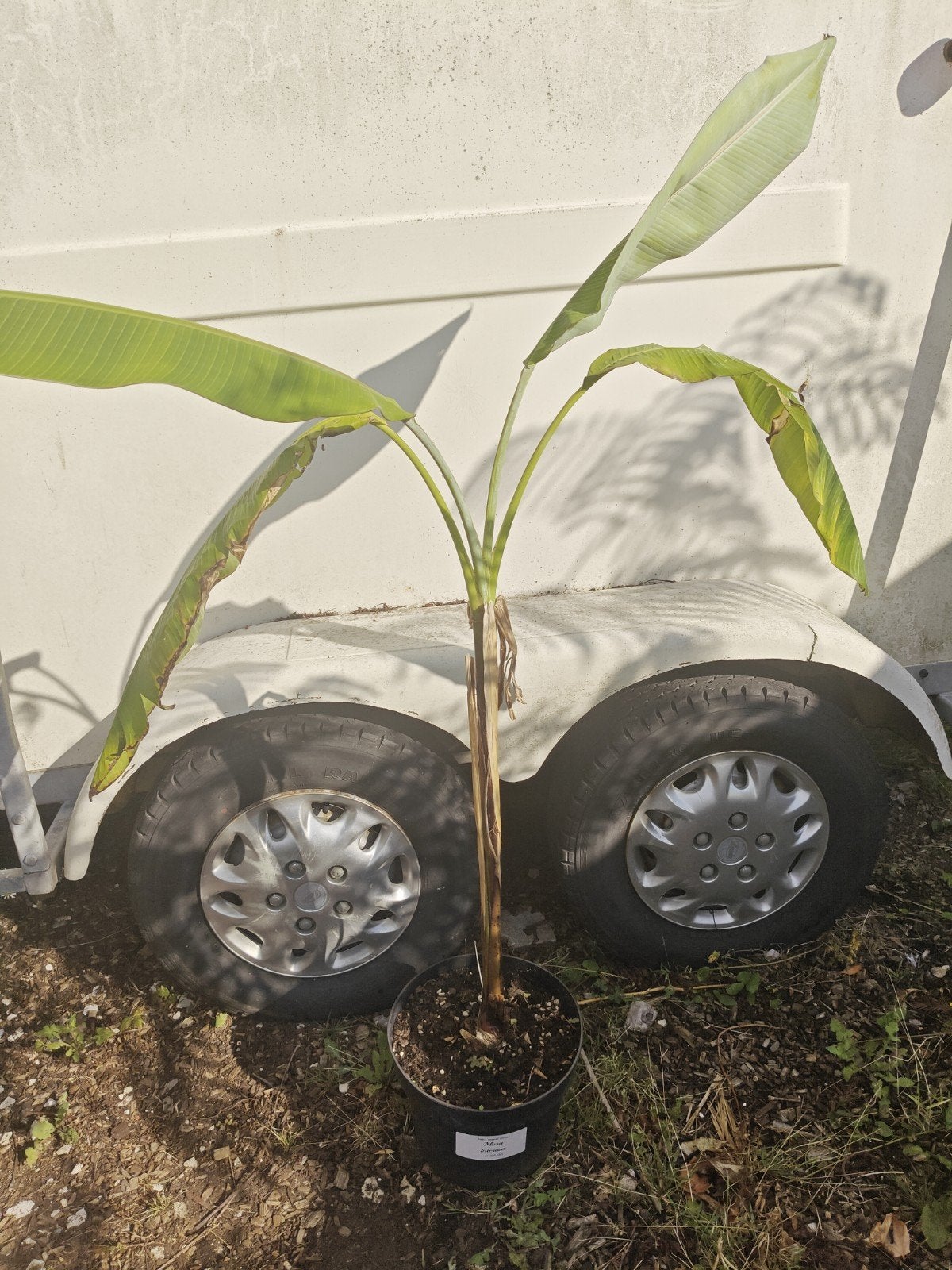 Musa itinerans, Overige soorten, 100 tot 250 cm, Zomer, Ophalen