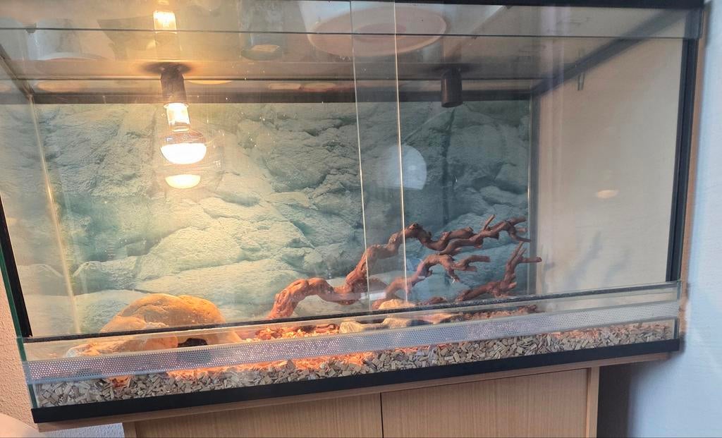 Koningspython & terrarium, Dieren en Toebehoren, Ophalen