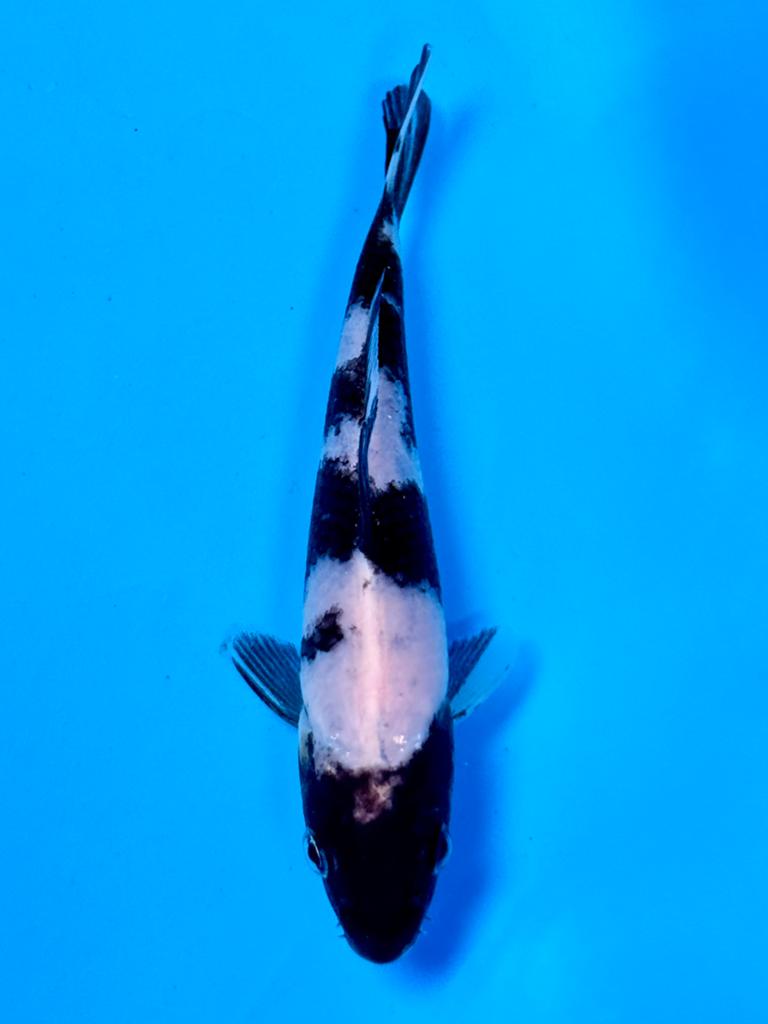 Shiro Utsuri 14-18cm Kase Japanse koi, Karper of Koi