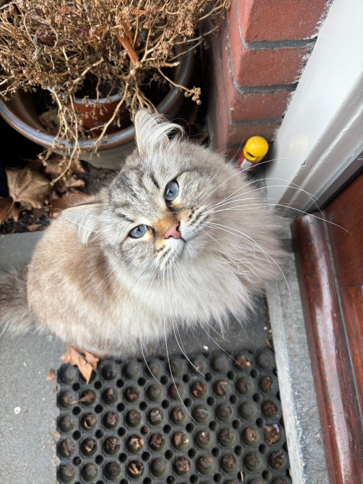 Grote Siberische kater, Neva Masquerade, Dieren en Toebehoren, Katten en Kittens | Raskatten | Langhaar, Kater, Gechipt, 3 tot 5 jaar