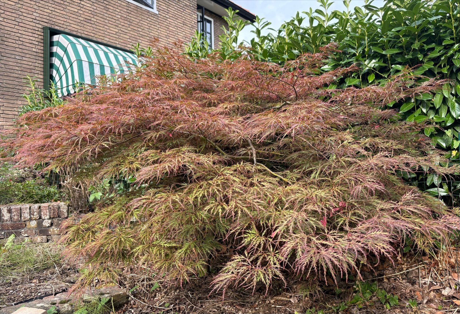 Japanse Esdoorn (Acer palmatum), Vaste plant, Bloeit niet, Halfschaduw, Ophalen