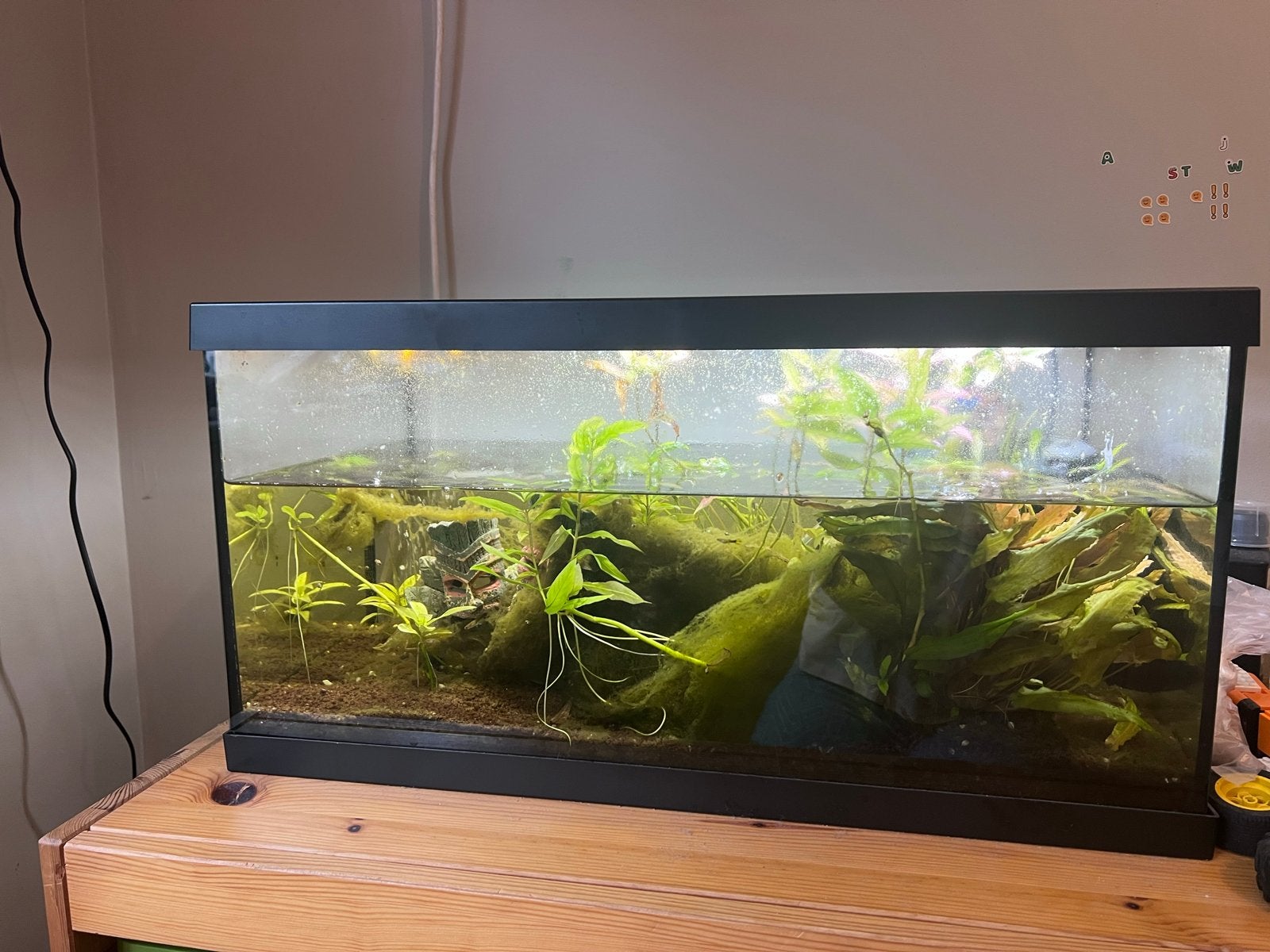 EHEIM Aquarium, 54 L, met benodigheden en guppies, Ophalen, Gebruikt, Leeg aquarium