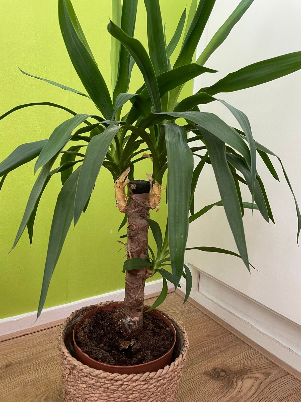 Mooie Yucca plant in pot 70 cm, Ophalen, 100 tot 150 cm, Halfschaduw, In pot