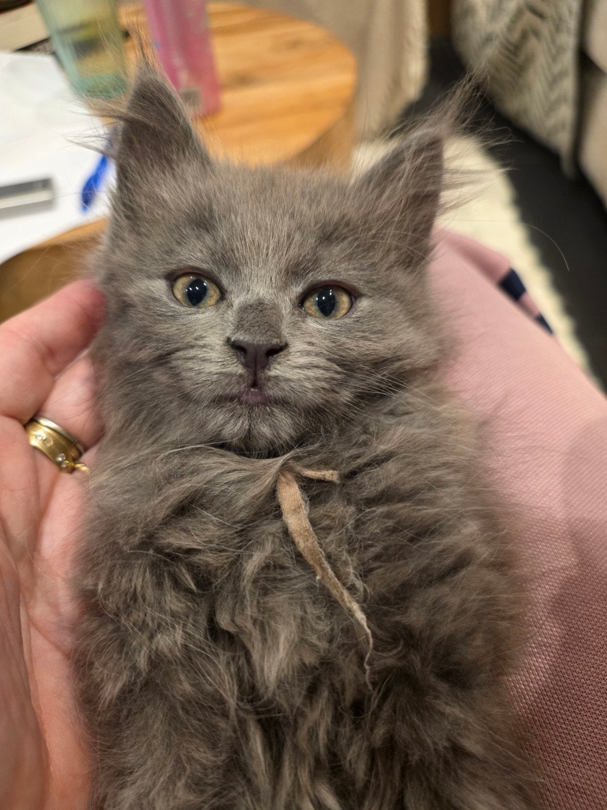 knappe kittens, x mainecoon ragdoll, langharig, verhuizen, Meerdere dieren, Langharig, 0 tot 2 jaar