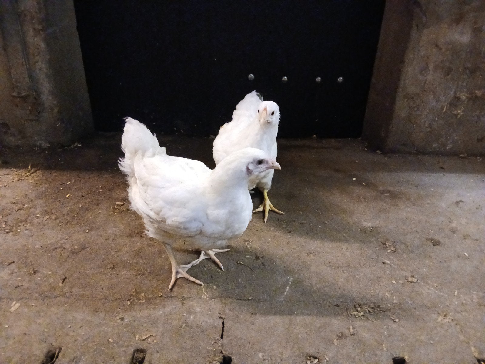 grote wyandotte in verschillende kleuren, Vrouwelijk, Kip