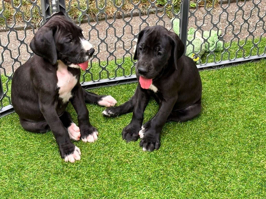 Prachtige Duitse Dog pups geboren, Dieren en Toebehoren, België, Fokker | Hobbymatig, Overige rassen, 8 tot 15 weken