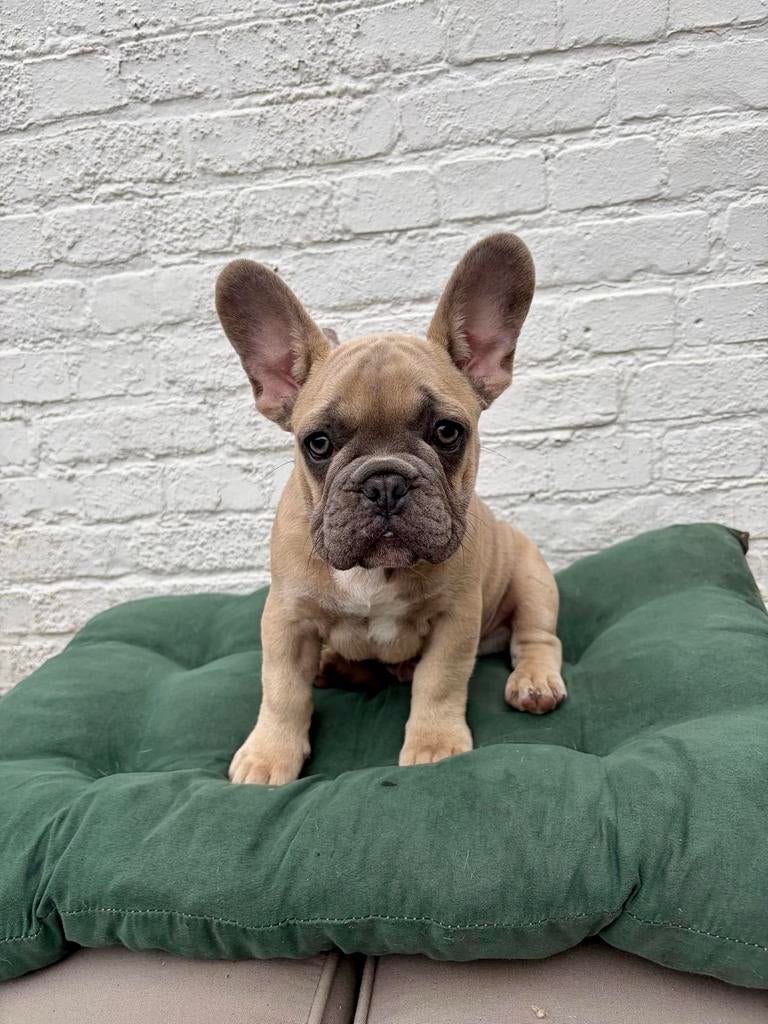Franse Bulldog, Dieren en Toebehoren, Honden | Bulldogs, Pinschers en Molossers, België, Particulier, 8 tot 15 weken, Parvo