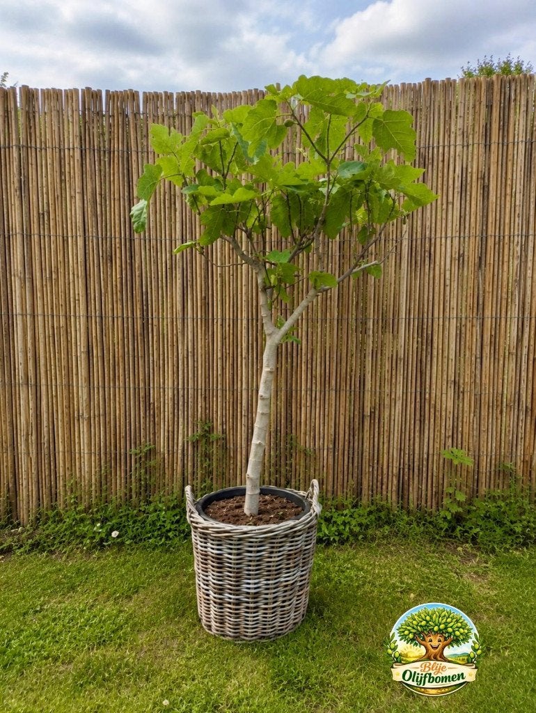 Vijgen boom Ficus Carica Super mooie Vijgenboom, Ophalen, Lente, In pot, Vijgenboom