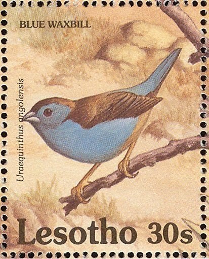 LESOTHO 43 - Dieren: vogels (blauwfazantje), Verzenden, Postfris, Dier of Natuur