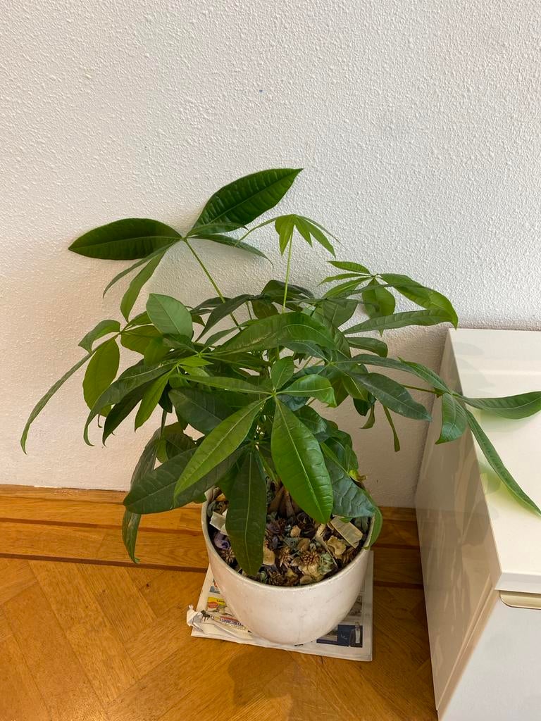 Geldboom (Pachira Aquatica) in pot, Overige soorten, In pot, Minder dan 100 cm, Groene kamerplant