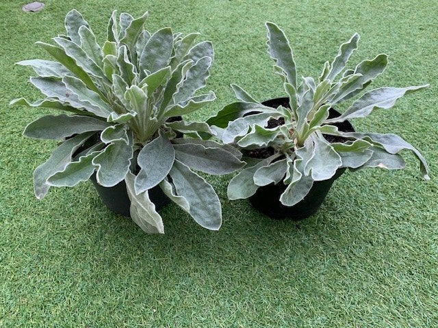 2 Mooie Lychnis coronaria, Angel's Blush, in 15 cm pot., Volle zon, Vaste plant, Zomer, Ophalen