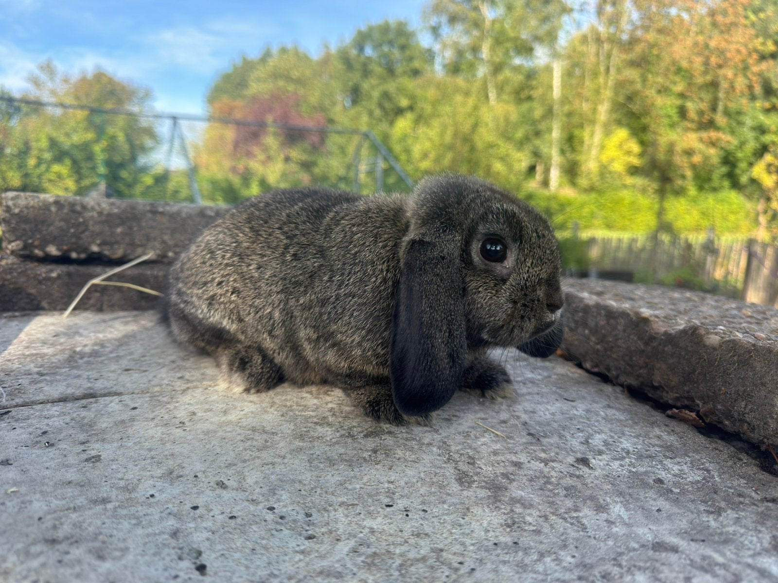 Nederlandse hangoor dwerg voedster, Dieren en Toebehoren, Vrouwelijk, Dwerg, Hangoor