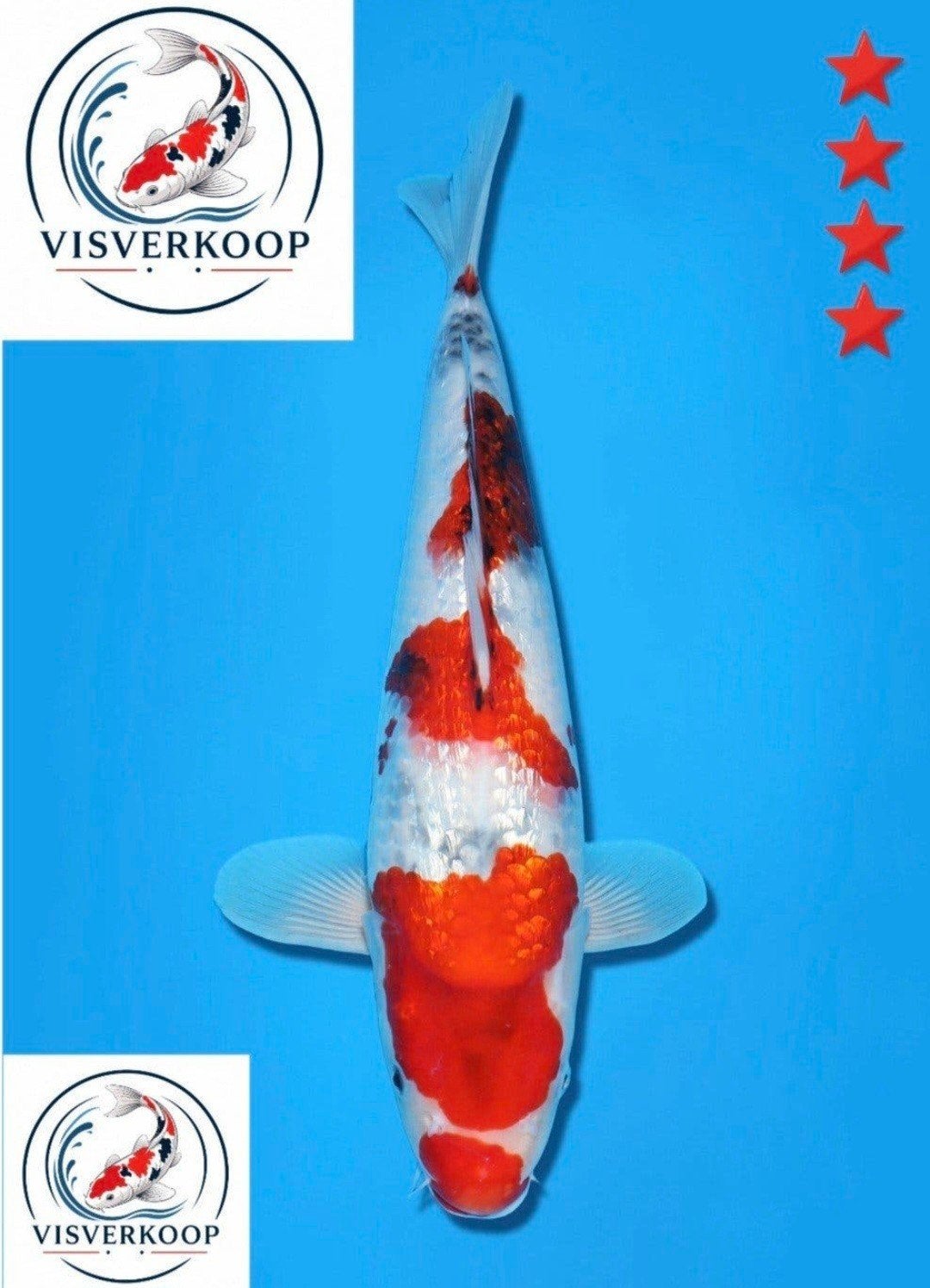 Koi Ginrin Showa., Karper of Koi