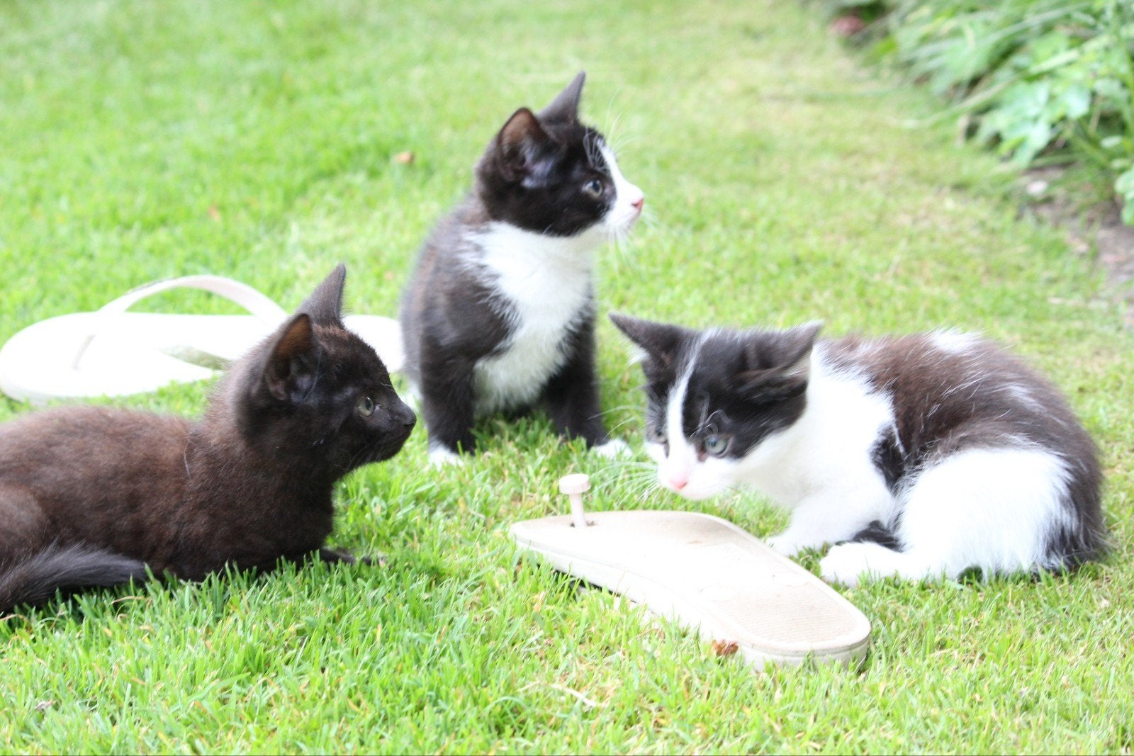 Lieve boerderij kittens, Meerdere dieren