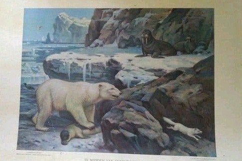 Schoolposter biologie ijsbeer walrus dieren in hun omgeving, Antiek en Kunst, Ophalen