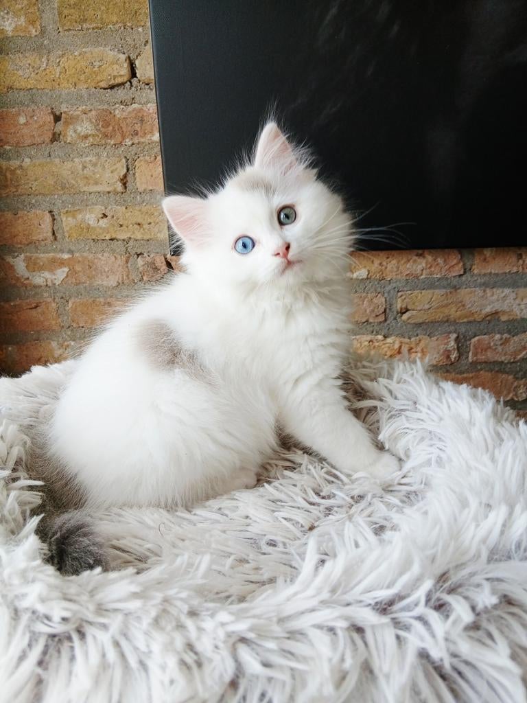 Ragdoll katers, Dieren en Toebehoren, Katten en Kittens | Raskatten | Langhaar, Kater, Gechipt, 0 tot 2 jaar