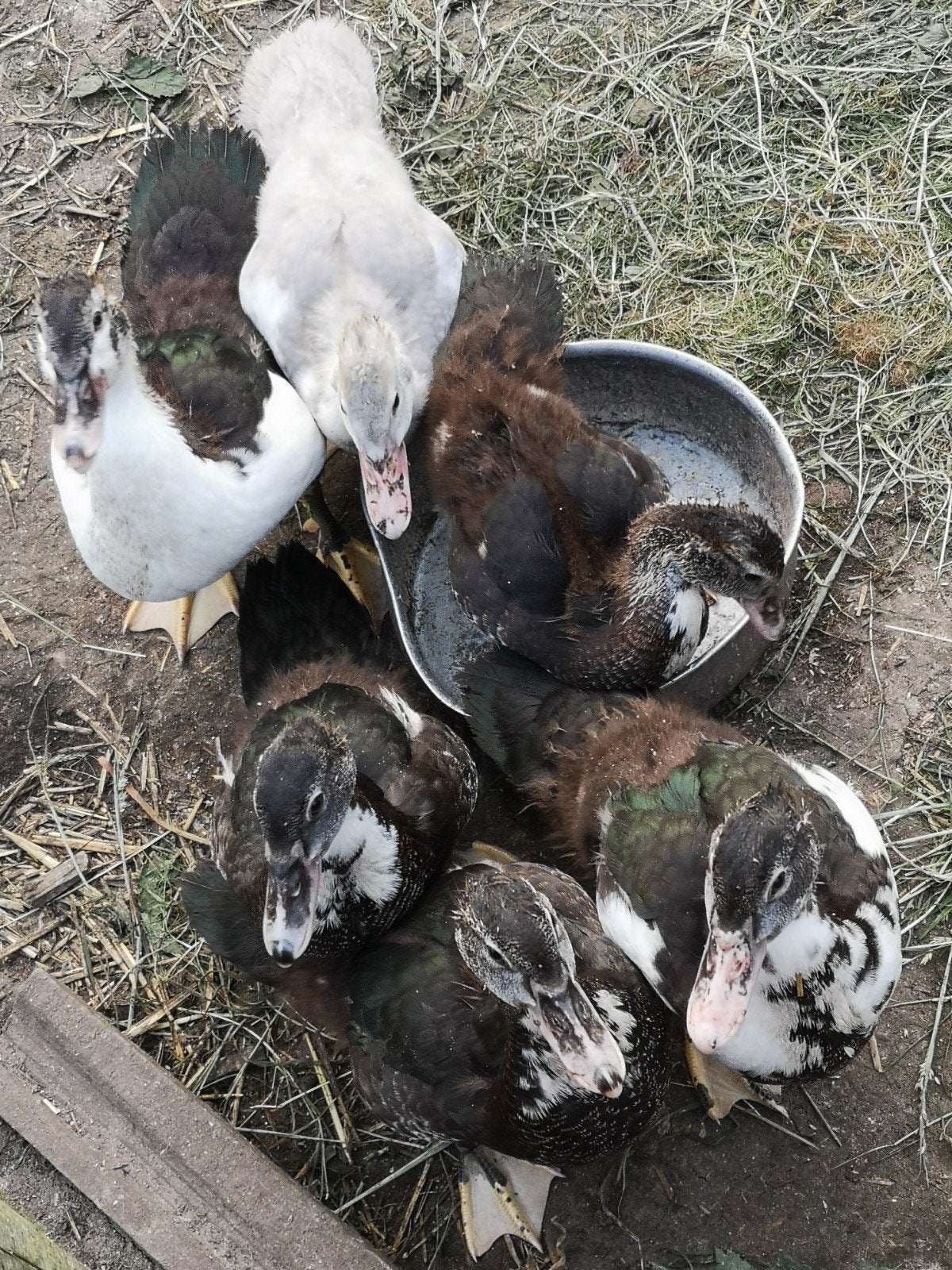 Kaapse eenden, Dieren en Toebehoren, Pluimvee, Meerdere dieren, Eend