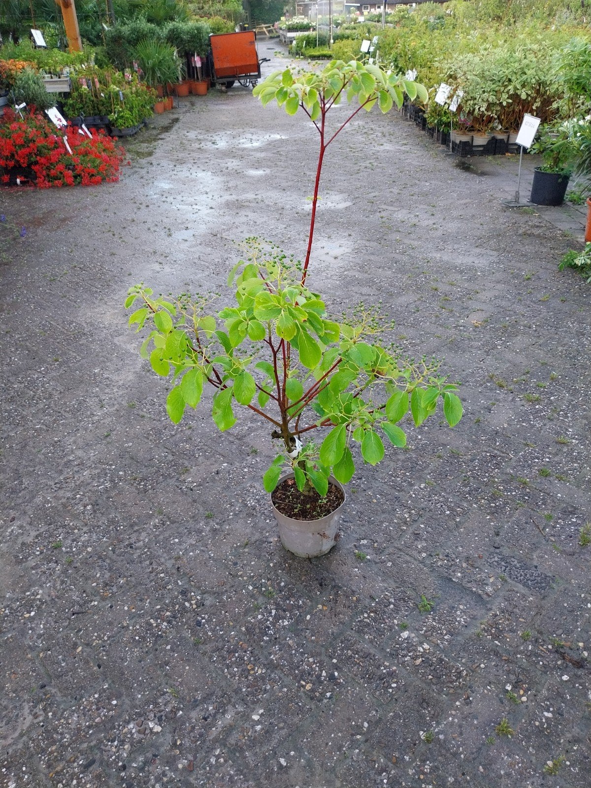 Cornus controversa 'Pagode' - Japanse kornoelje, Vaste plant, Halfschaduw, Lente, Ophalen