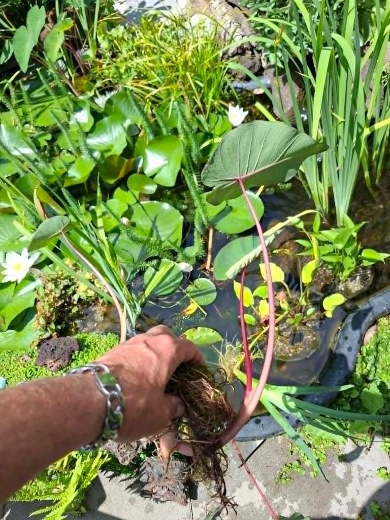 vijverplanten, Ophalen, Nieuw