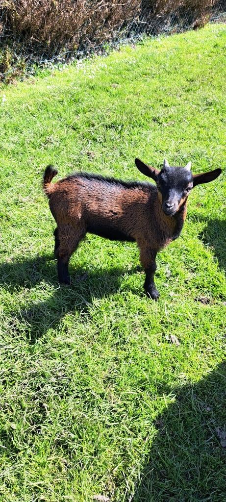 Mooie dwergbok, Dieren en Toebehoren, Mannelijk, Geit, 0 tot 2 jaar