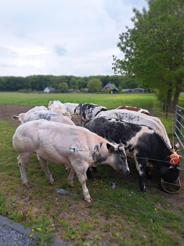 Mooie luxe dikbil pinken., Dieren en Toebehoren, Runderen, Mannelijk