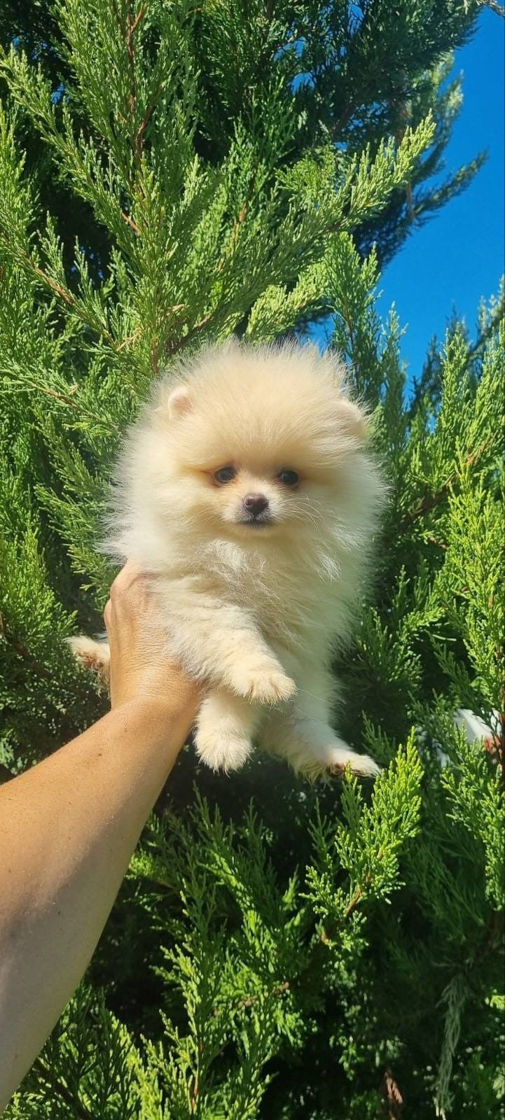 Pomeriaan pups, Particulier, 15 weken tot 1 jaar, Overige rassen, Buitenland