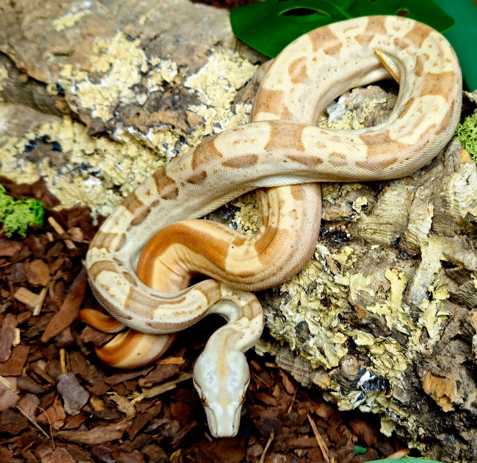 Boa Imperator Man 2025 VPI Motley 66% Leopard 66% VPI, Slang, 0 tot 2 jaar