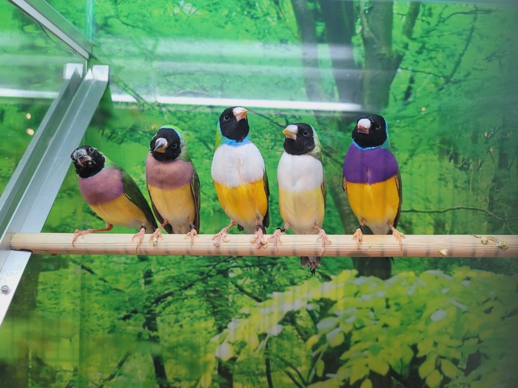 Gouldamadines koud kweek diverse koppels 2025 en geringd., Meerdere dieren