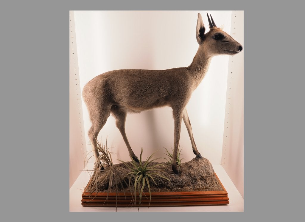 Prachtig opgezette duiker, antilope, full mount, Ophalen, Gebruikt, Wild dier, Opgezet dier