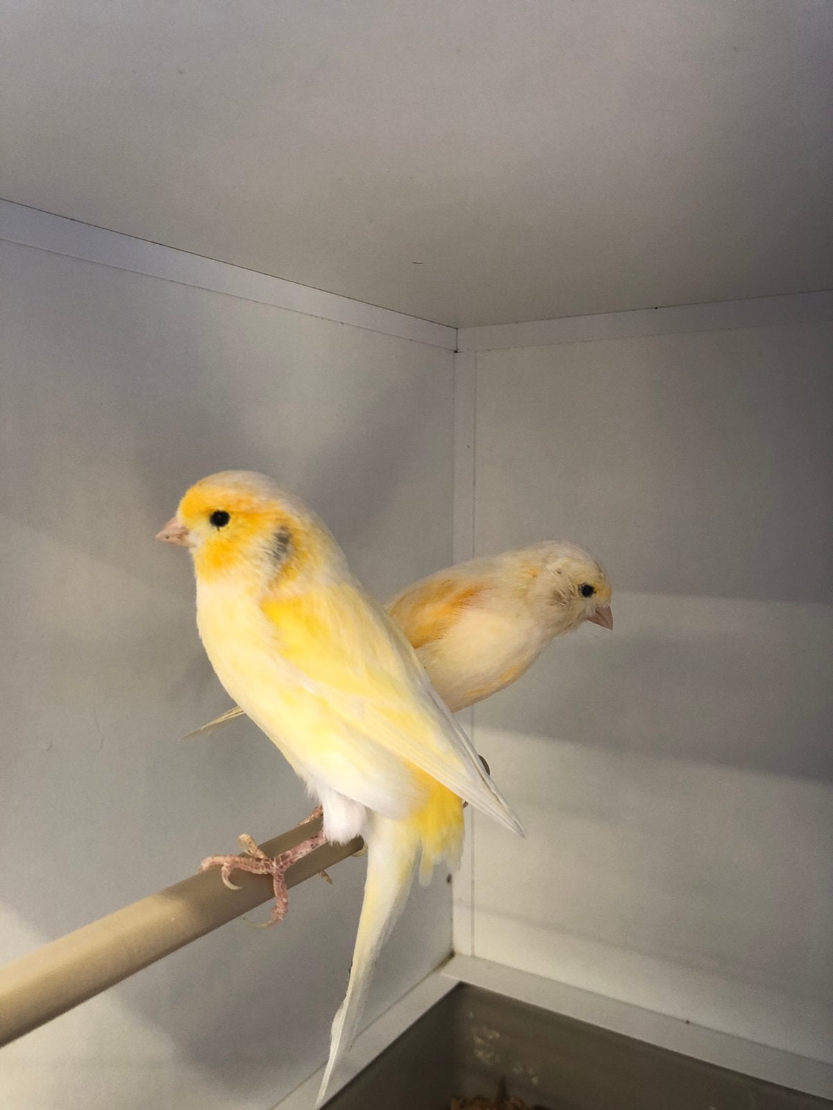 Div kanaries, Dieren en Toebehoren, Vogels | Kanaries, Meerdere dieren, Kleurkanarie