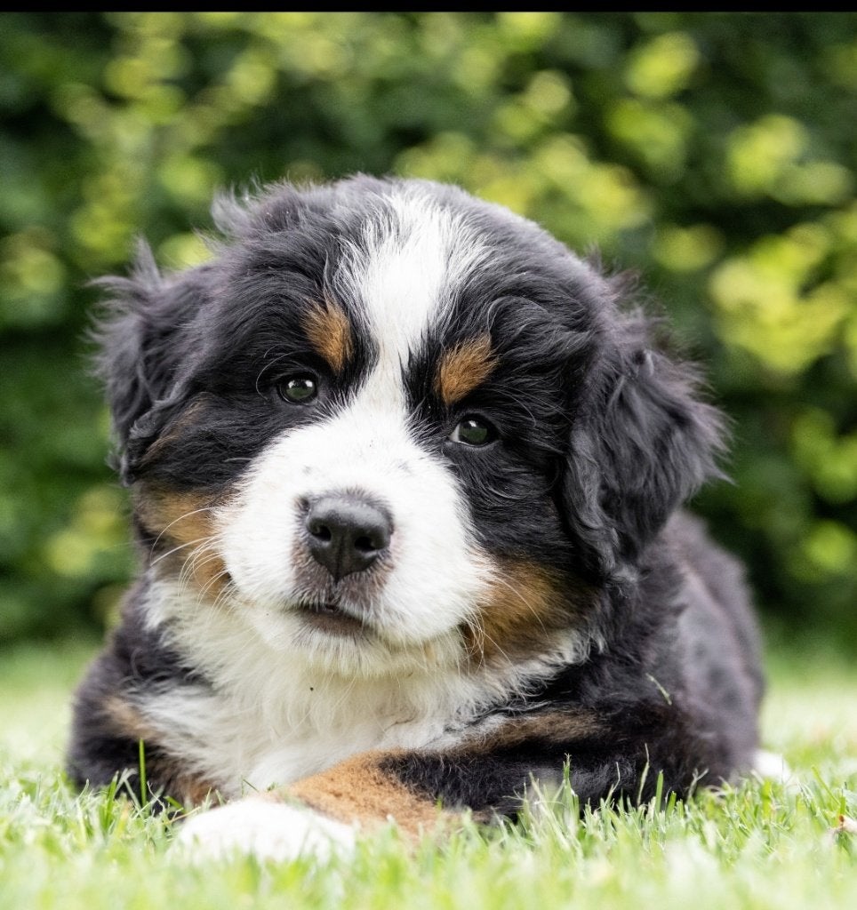 Prachtige Berner Sennen pups, Dieren en Toebehoren, Honden | Niet-rashonden, Groot, Meerdere dieren, Particulier, Meerdere, Nederland