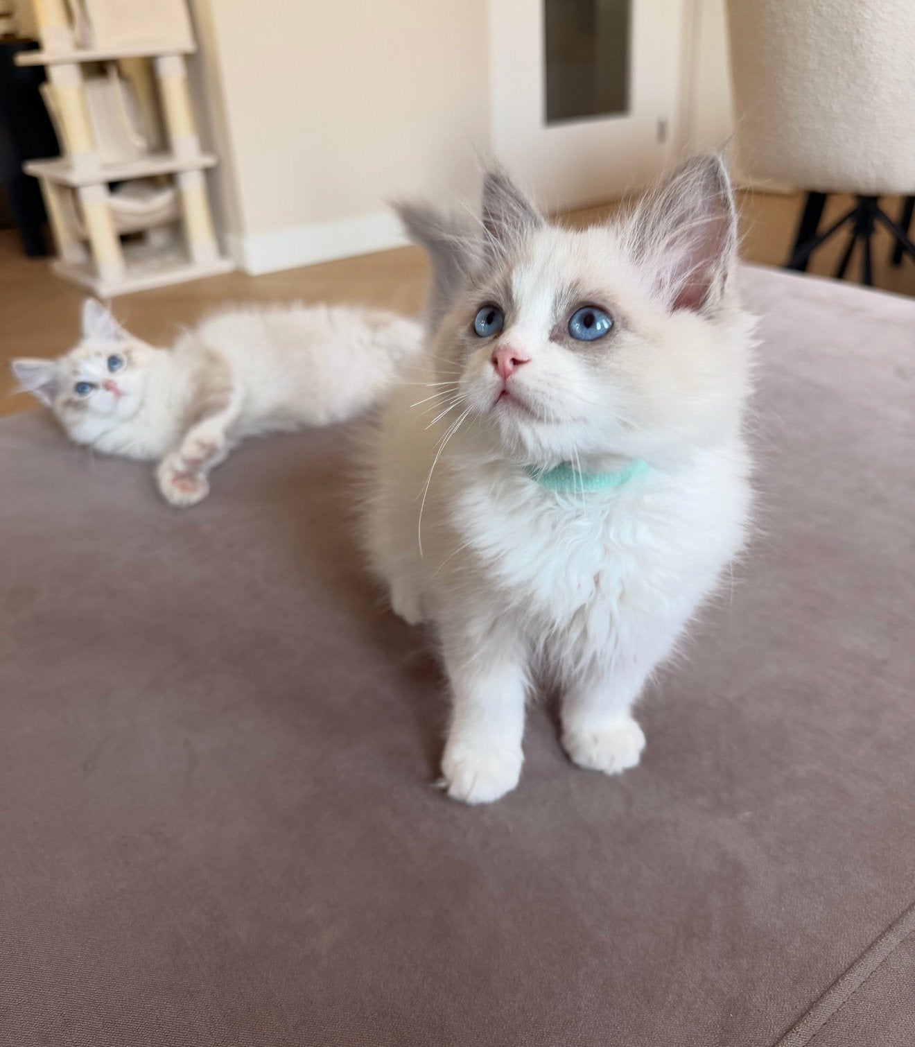 Ragdoll kittens met stamboom - Mogen het nest verlaten, Meerdere dieren, Met stamboom, 0 tot 2 jaar